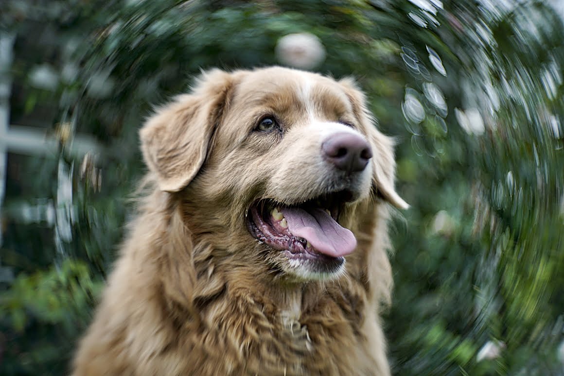 Pasterka_full_bokeh_effect_7