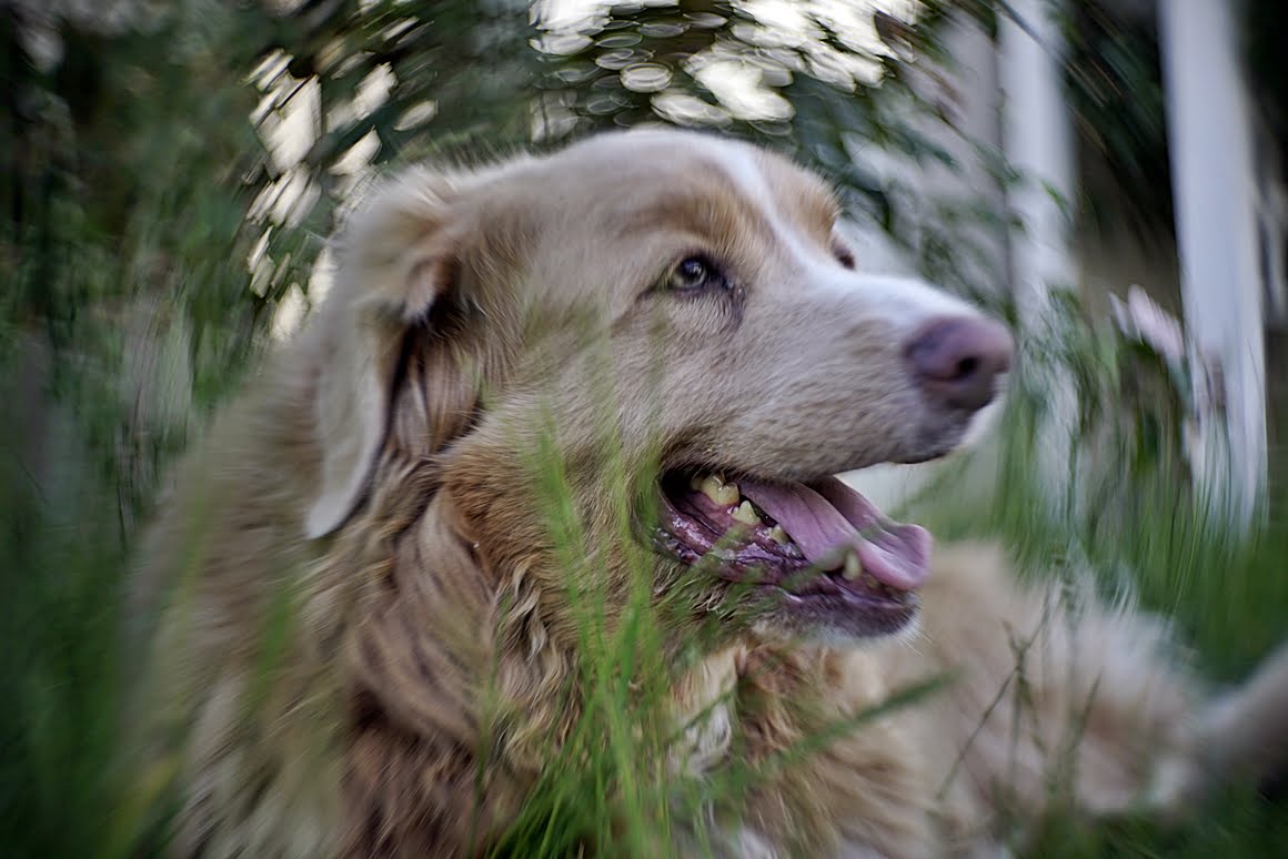 Pasterka_profile_bokeh_effect_7