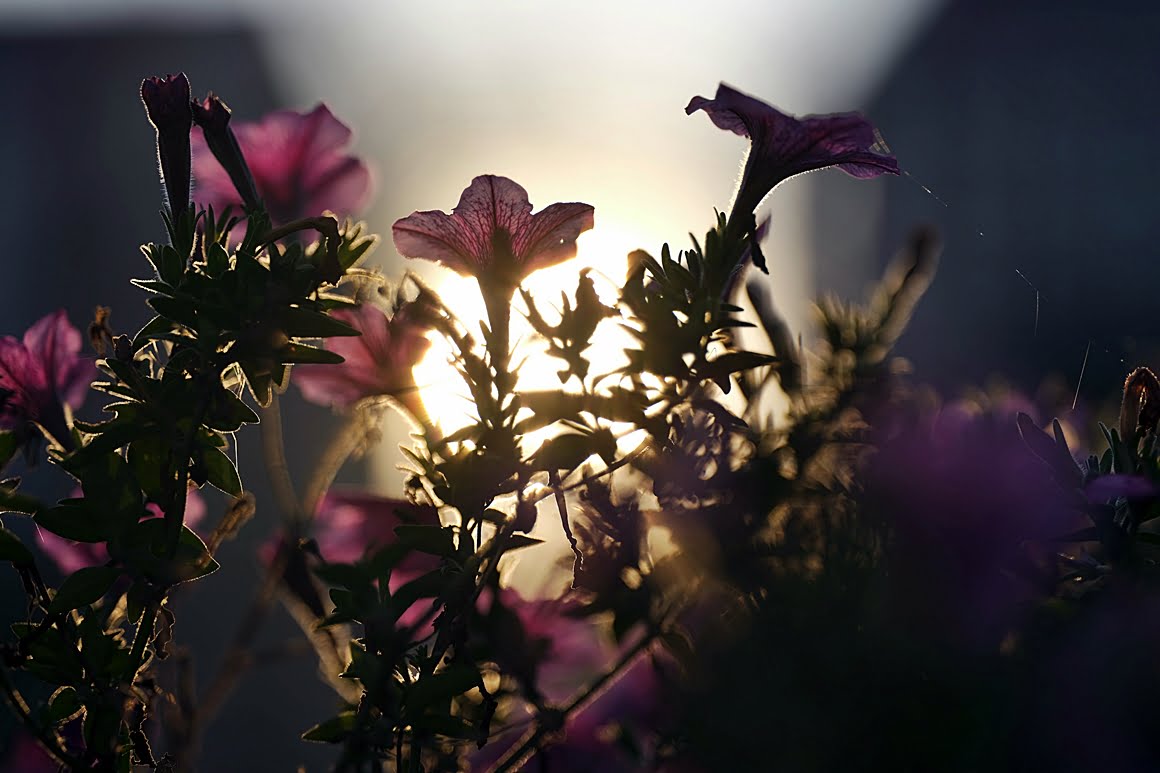 Plants 1