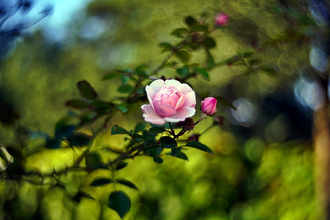 Rose_bokeh_effect_1