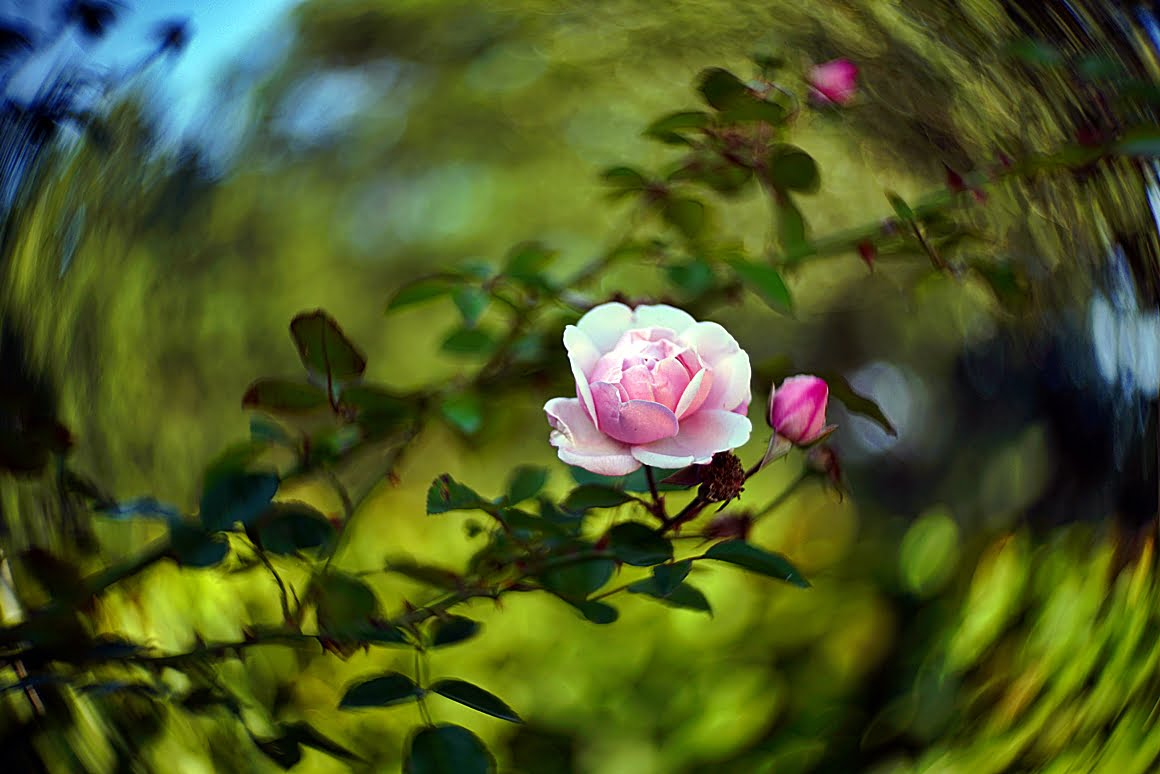 Rose_bokeh_effect_7
