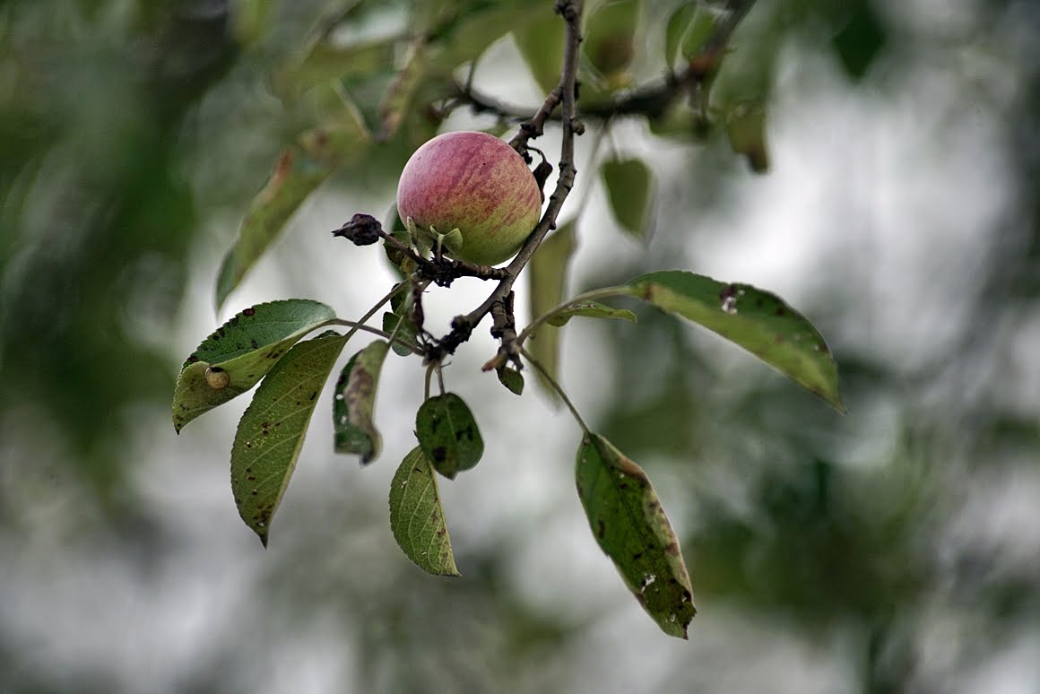 Apple-Minolta-300-AF-f2,8