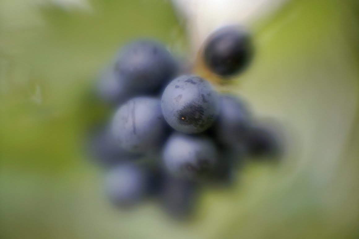 PO-109-1A-Grapes-2