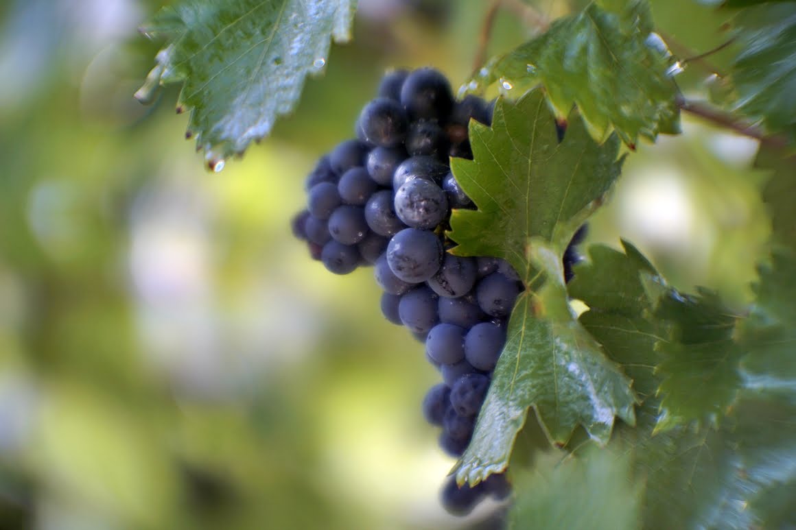 PO-109-1A-Grapes