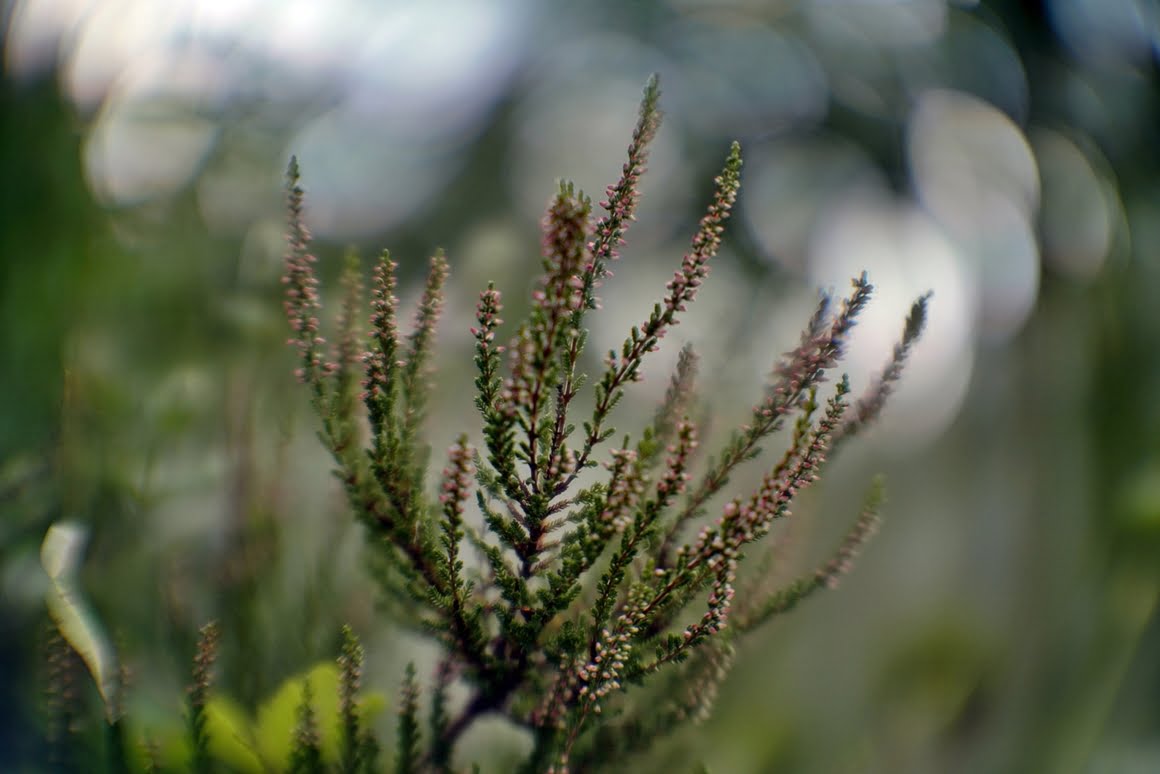 PO-109-1A-Heather