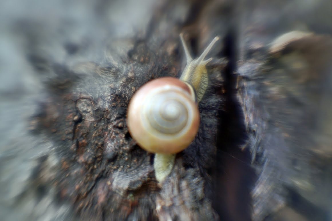 PO-109-1A-Snail-2