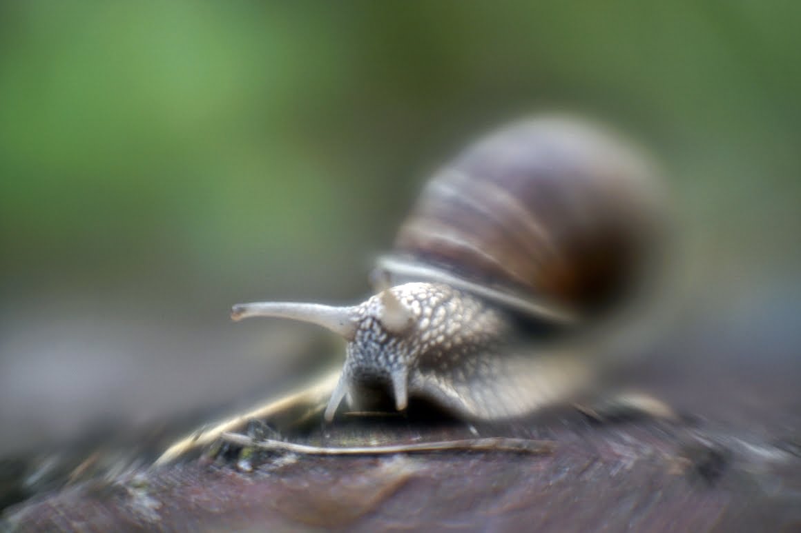 PO-109-1A-Snail-3
