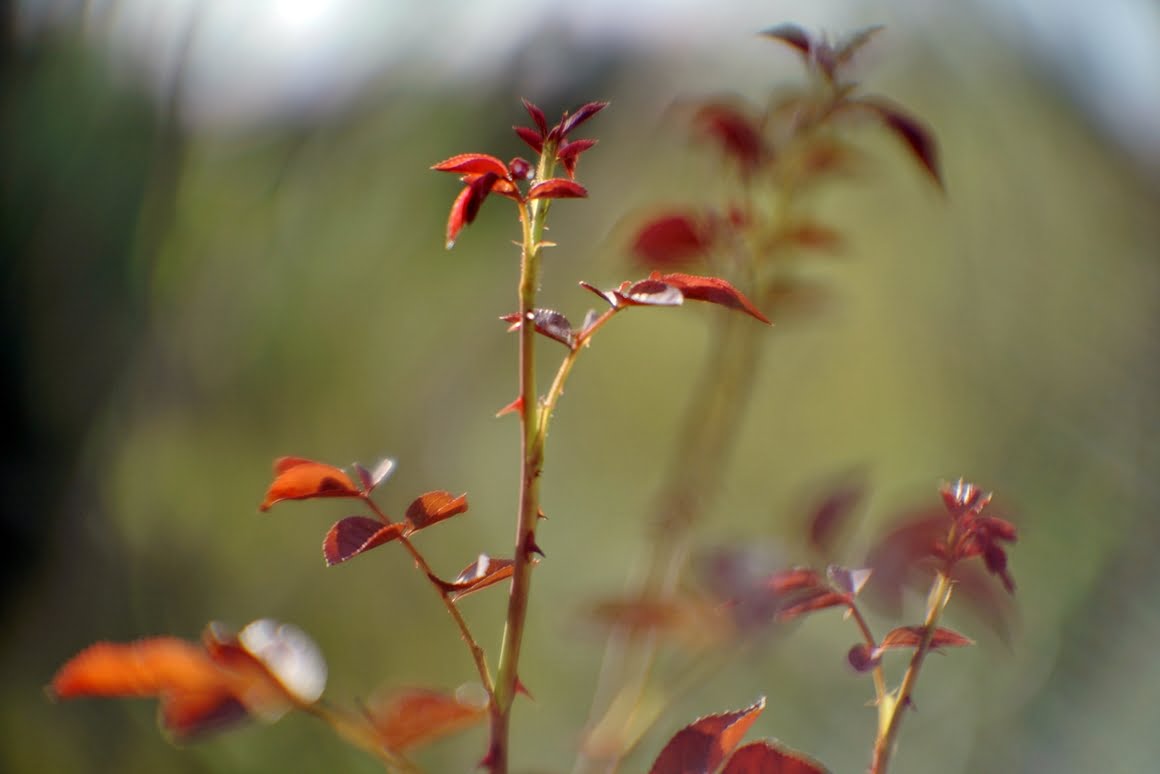 PO-109-1A-Weeds-2