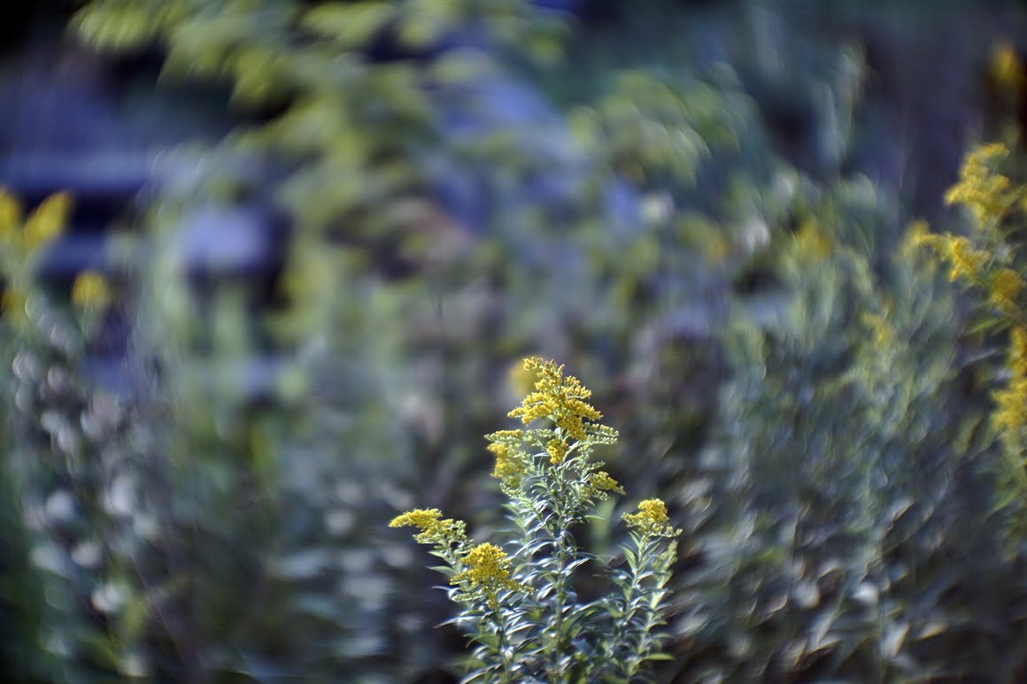 PO-109-1A-Weeds-3