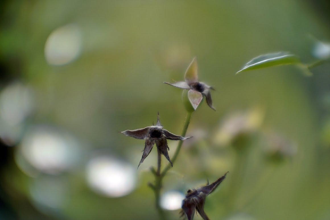 PO-109-1A-Weeds