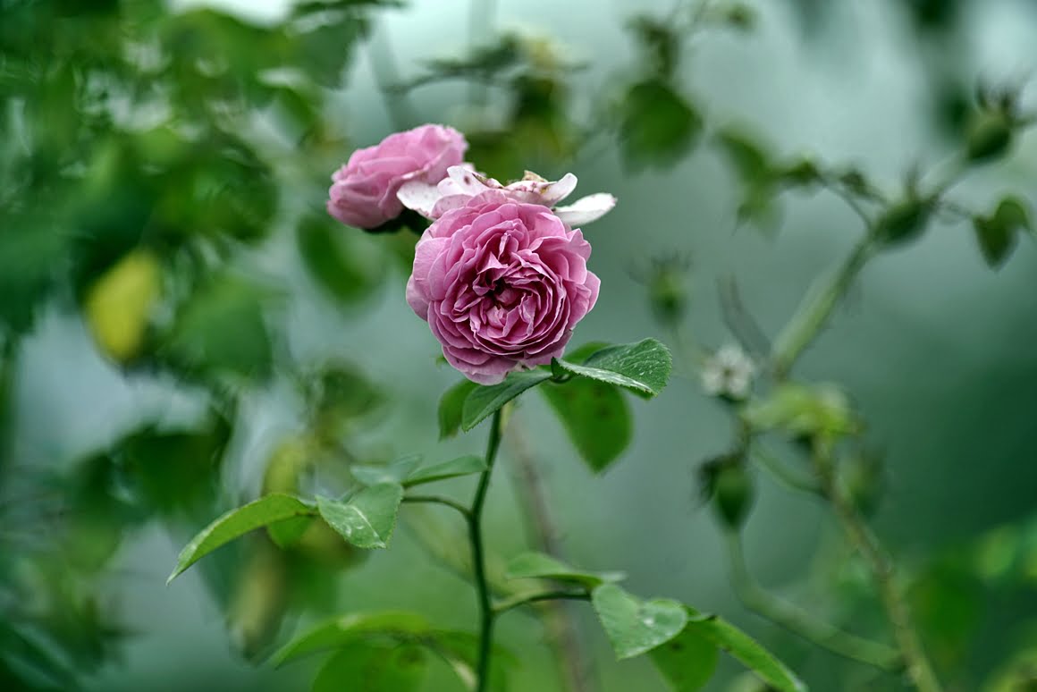 Rose-Minolta-300-AF-2,8
