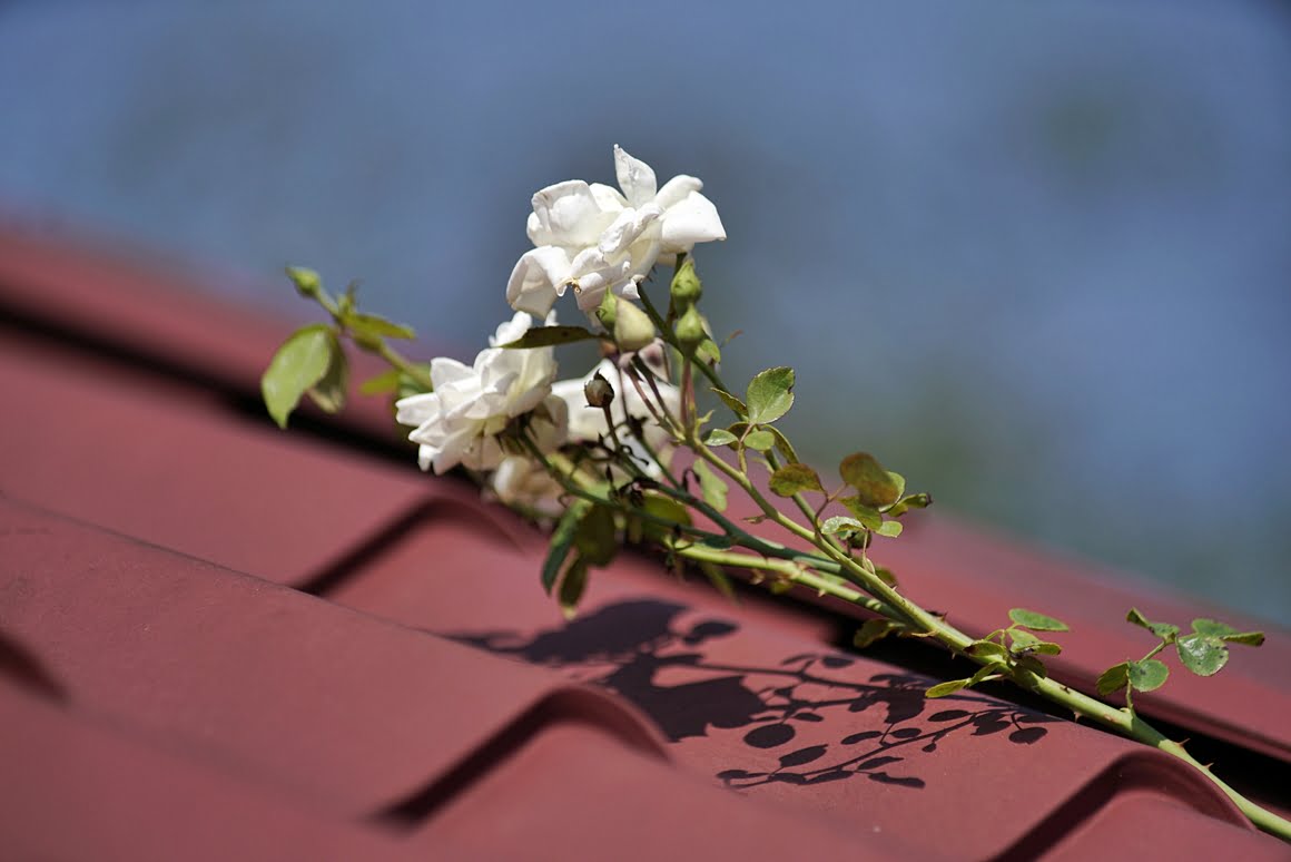 Roses-on-the-roof-Minolta-300-AF-2,8