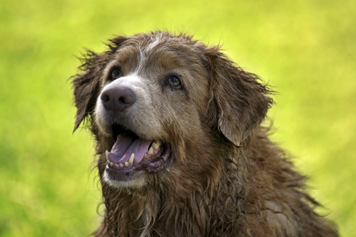Toller-Minolta-300mm-AF-f2,8-3