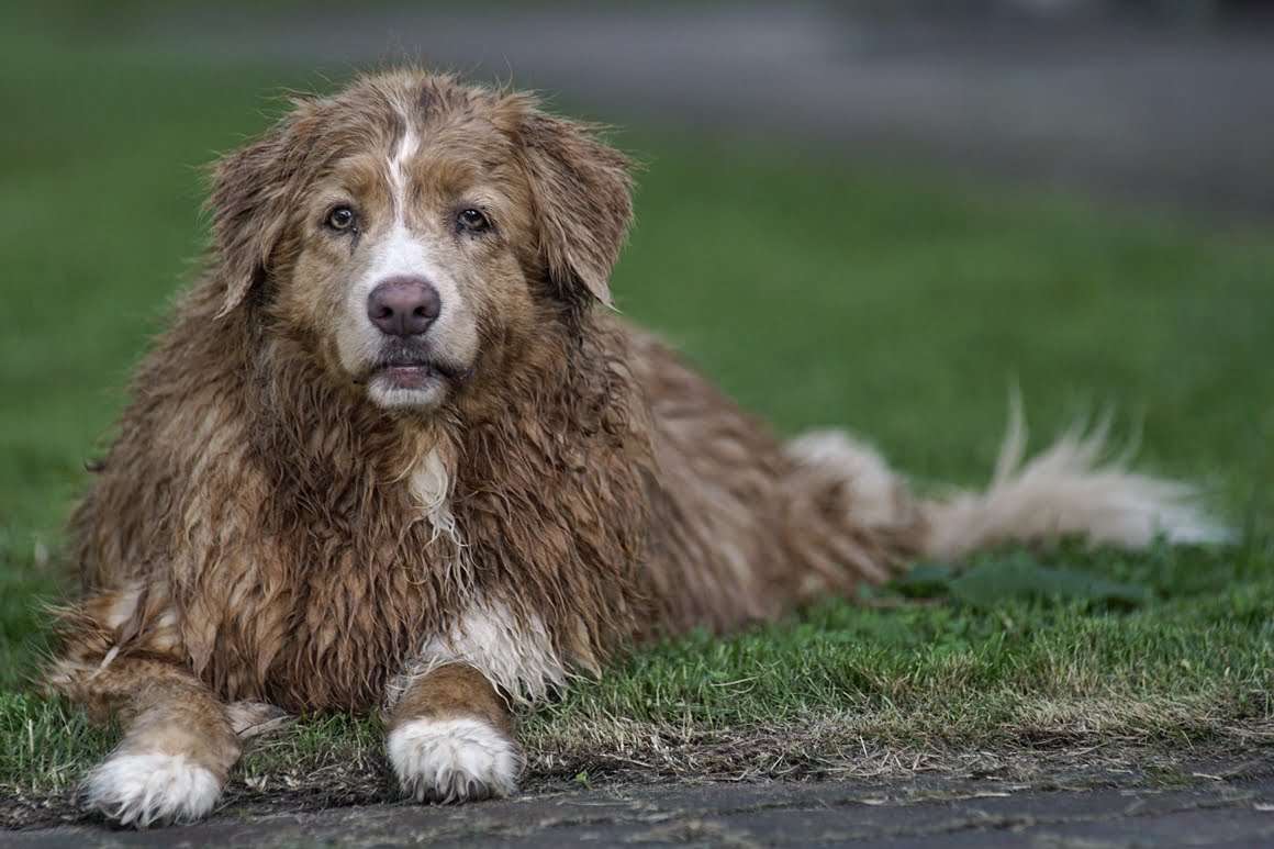 Toller-Minolta-300mm-AF-f2,8-5