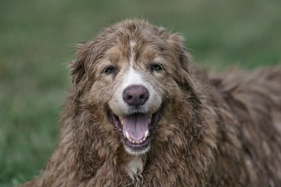 Toller-Minolta-300mm-AF-f2,8-6