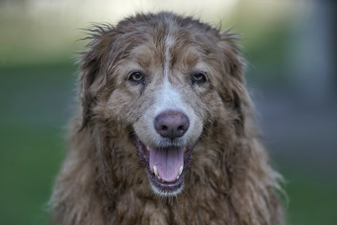 Toller-Minolta-300mm-AF-f2,8-7