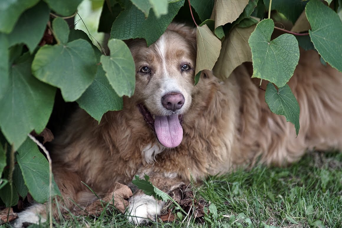Toller-Minolta-300mm-AF-f2,8-9