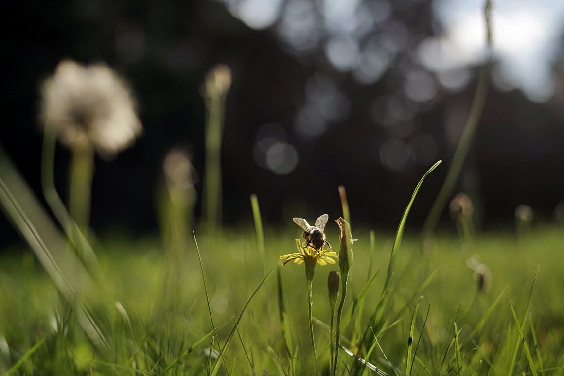 Voigtlander-Nokton-35mm-f1.2-Bee-2
