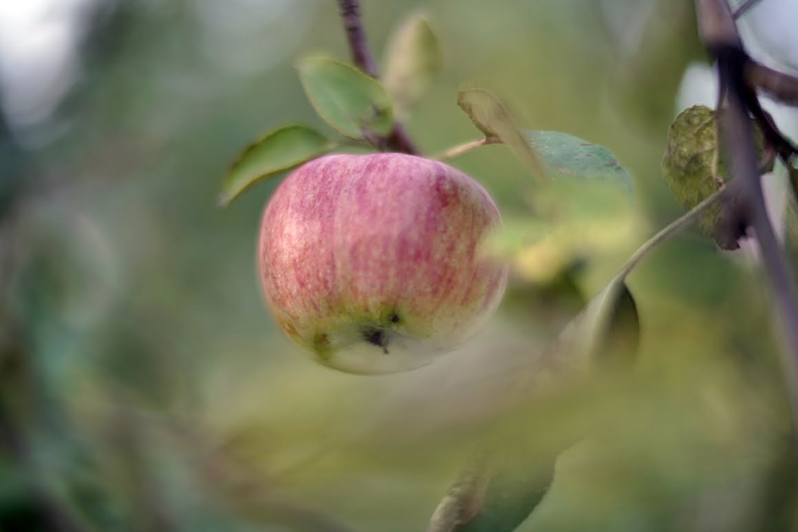 Voigtlander-Nokton-35mm-f1.2-II-Apple