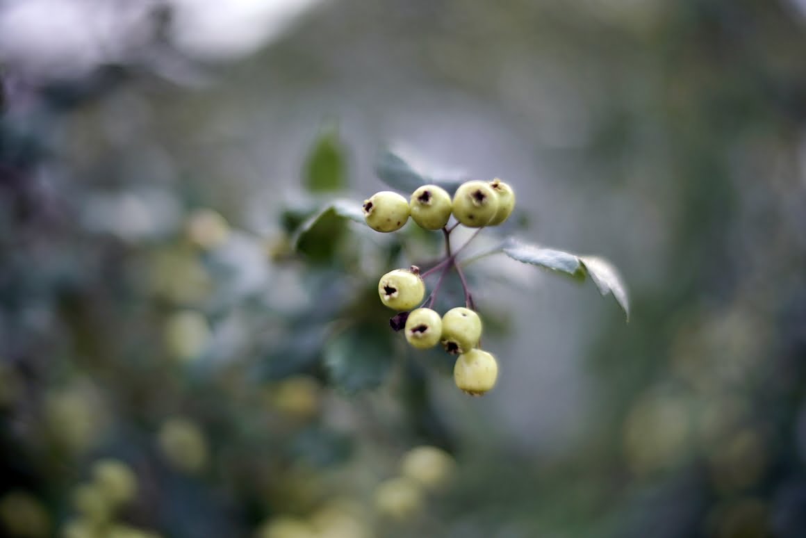 Voigtlander-Nokton-35mm-f1.2-II-Hawthorne-1