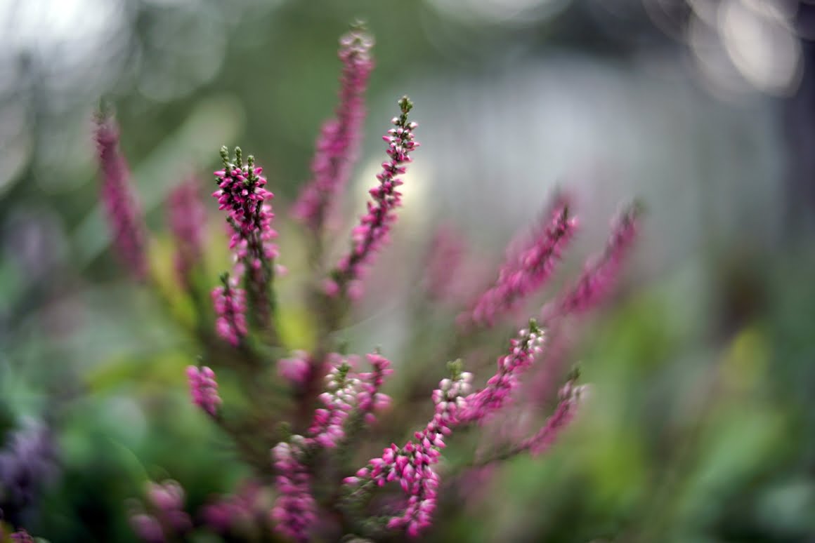 Voigtlander-Nokton-35mm-f1.2-II-Heather