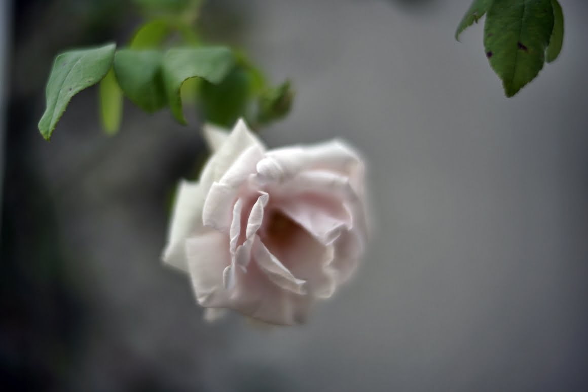 Voigtlander-Nokton-35mm-f1.2-II-Rose