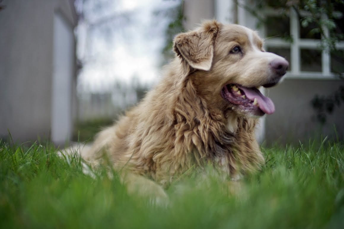 Voigtlander-Nokton-35mm-f1.2-II-Toller-2