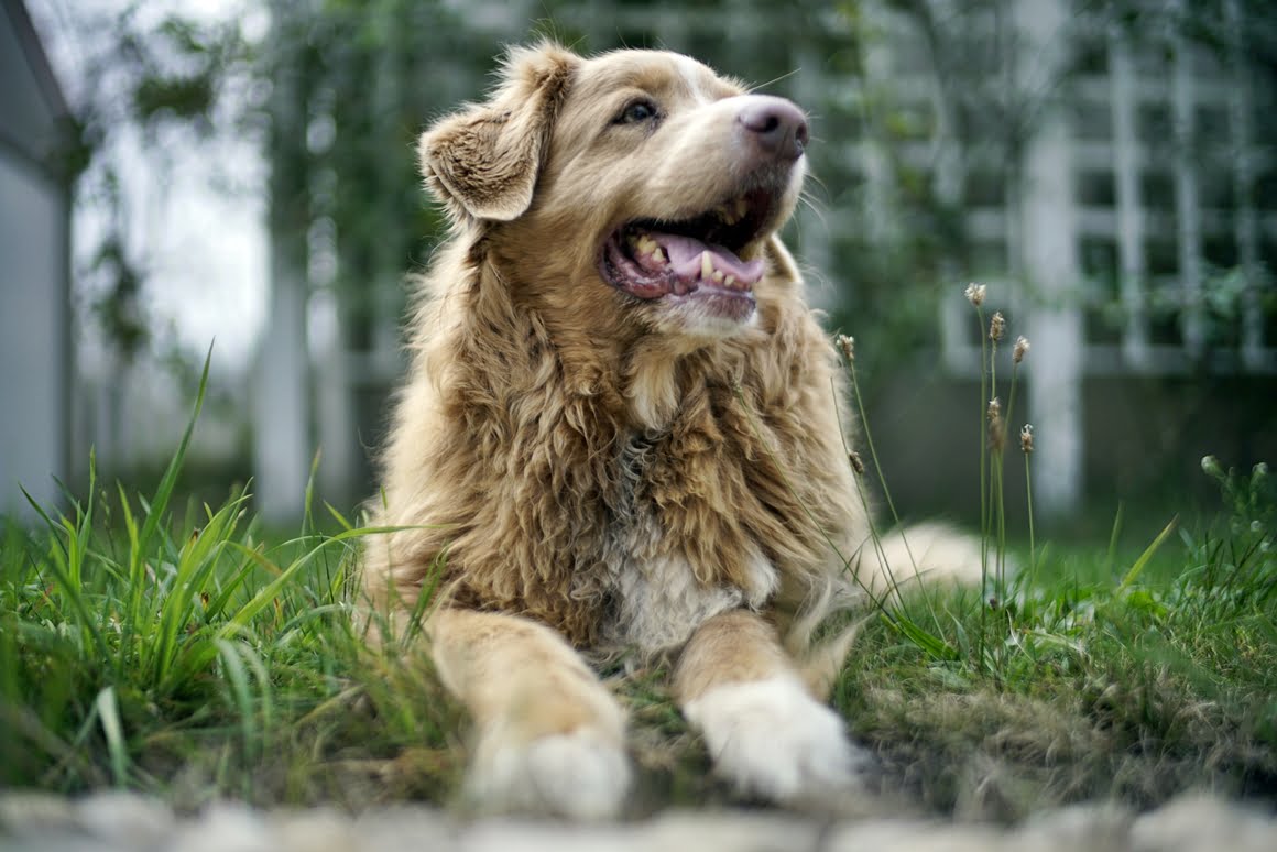 Voigtlander-Nokton-35mm-f1.2-II-Toller-4