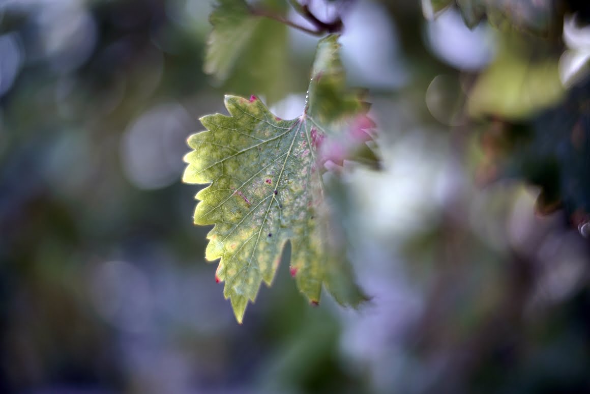 Voigtlander-Nokton-35mm-f1.2-II-Vine-2
