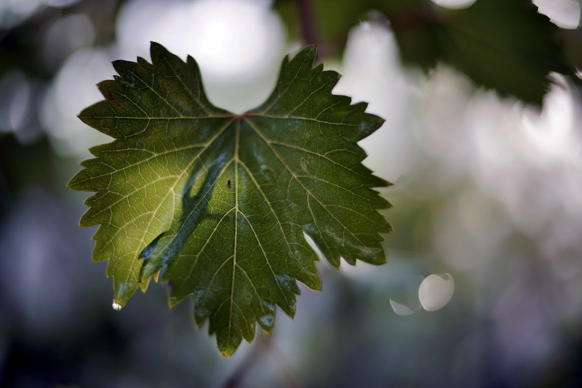 Voigtlander-Nokton-35mm-f1.2-II-Vine-3