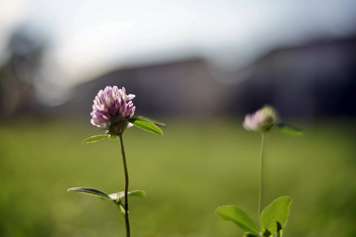 Voigtlander-Nokton-35mm-f1.2-Plant