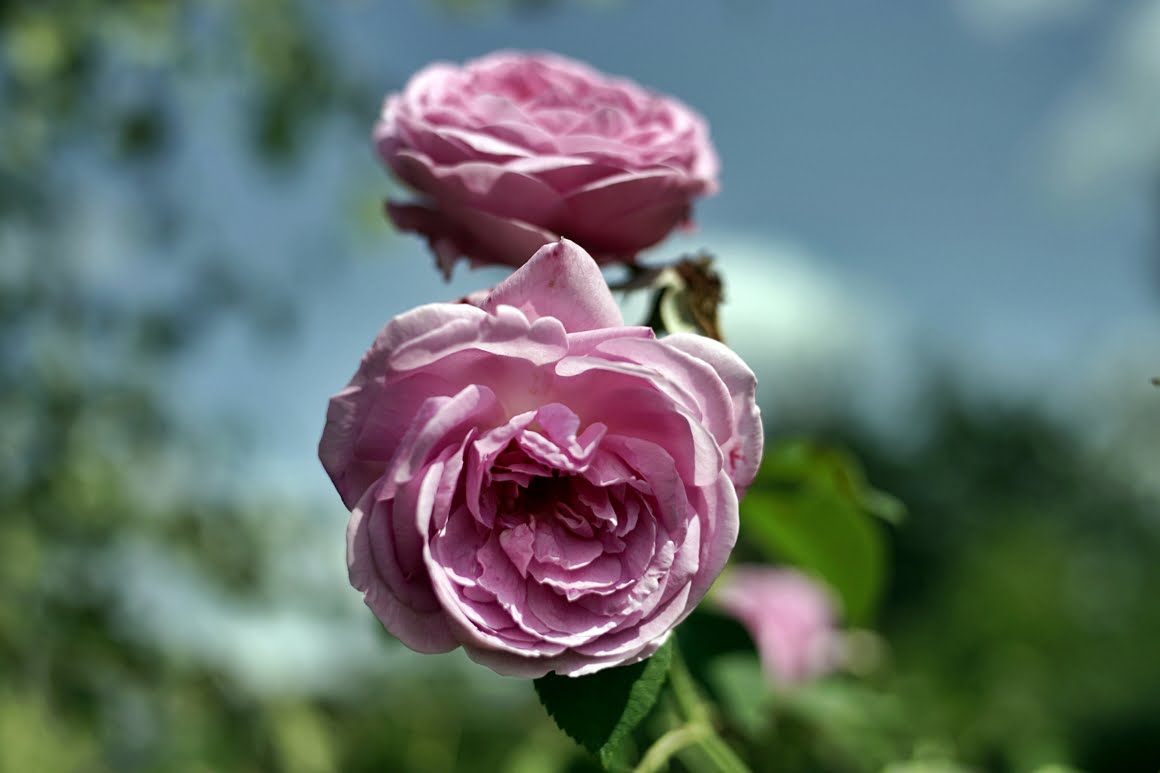 Voigtlander-Nokton-35mm-f1.2-Roses-3