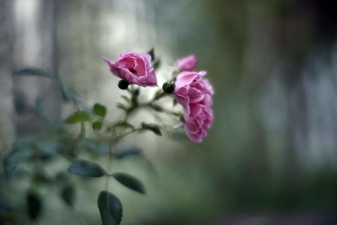 Voigtlander-Nokton-35mm-f1.2-Roses