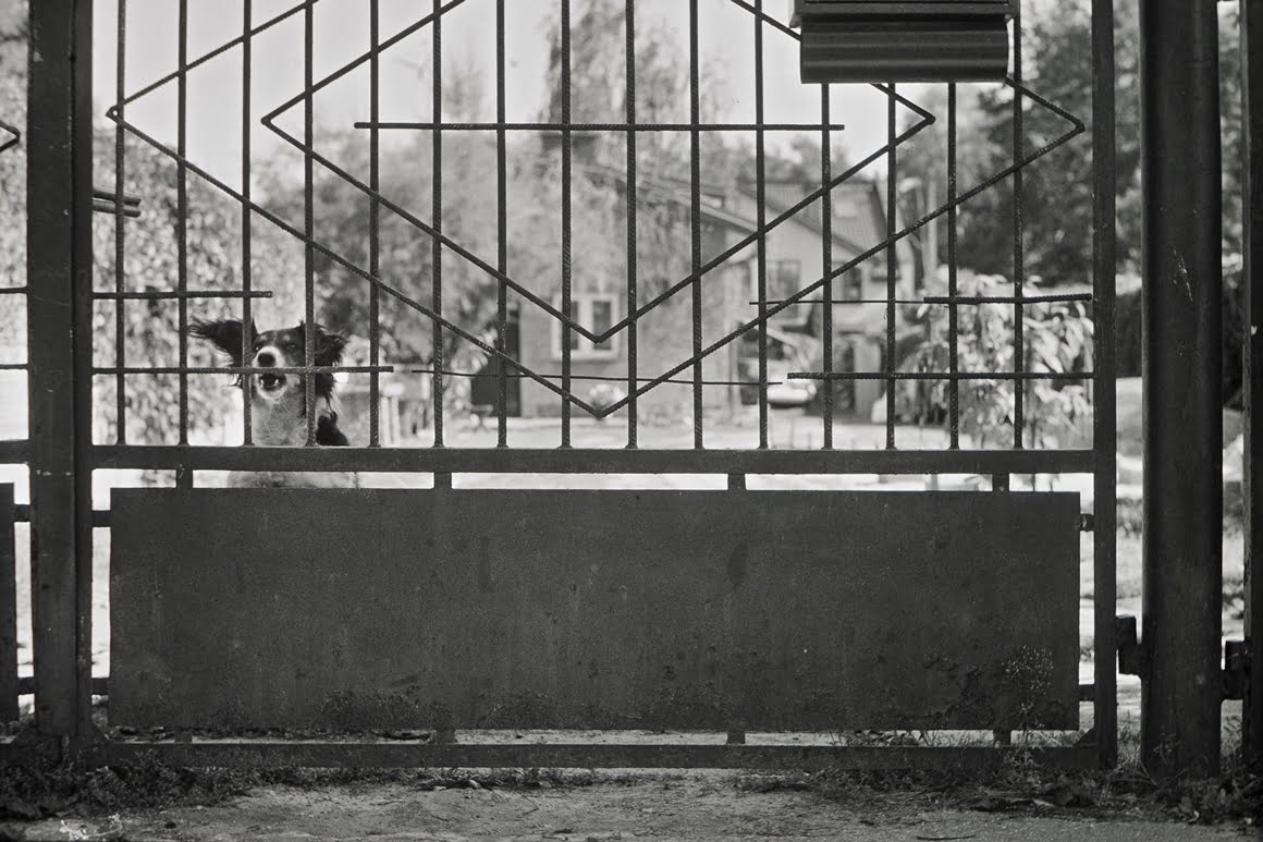 Canon-AE1-Guard-Dog-1