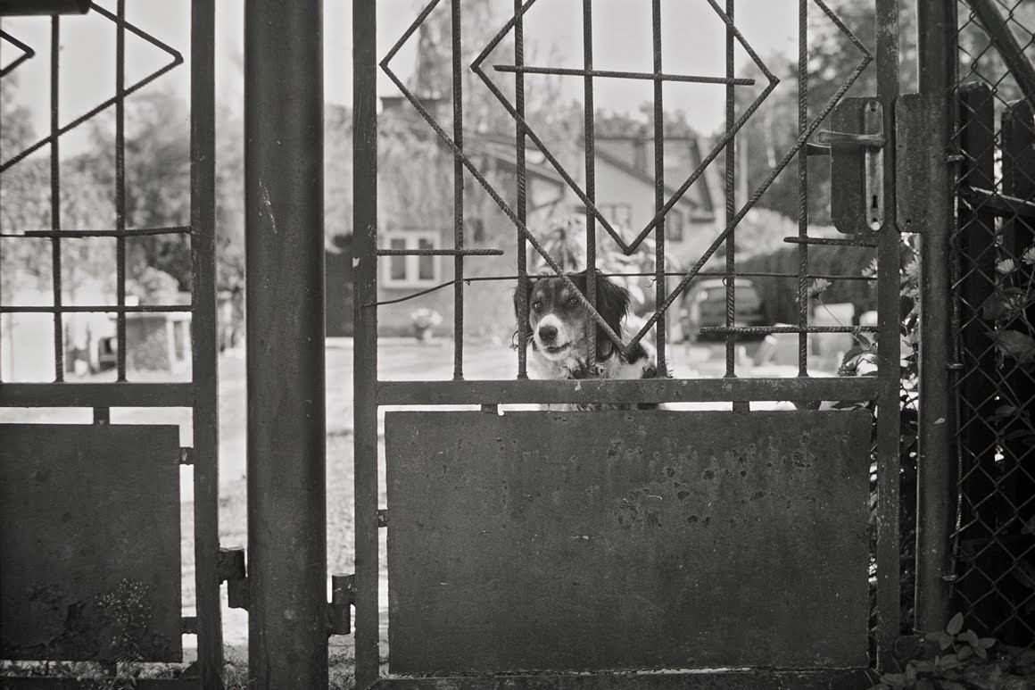 Canon-AE1-Guard-Dog-2