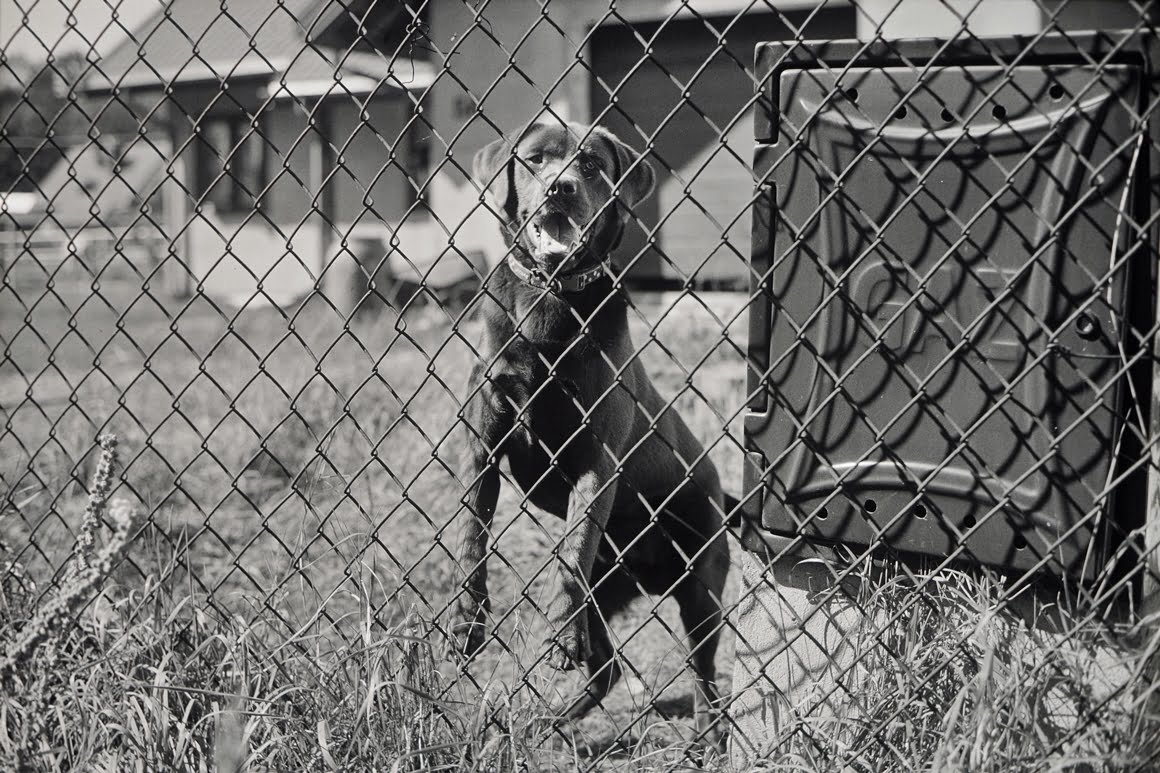 Canon-AE1-Guard-Dog-3