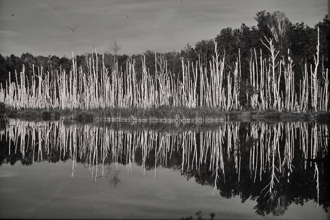 Canon-AE1-Pond-4