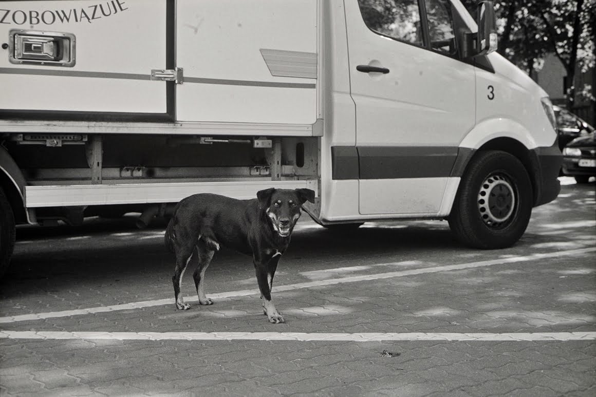 Canon-AE1-Stray-Dog