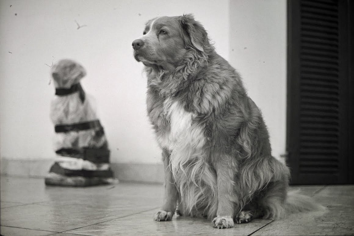 Canon-AE1-Toller