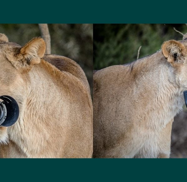 Lwica kradnie lustrzankę cyfrową Canona i daje lwiątkom
