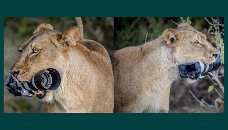 Lioness-Canon-DSLR