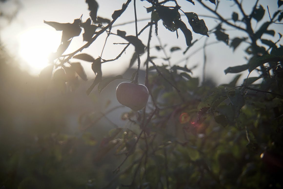 Sony-A7R-II-Voigtlander-Zoomar-36-82mm-f2,8-Apple-3