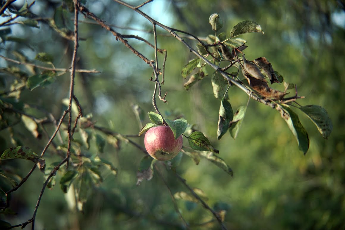 Sony-A7R-II-Voigtlander-Zoomar-36-82mm-f2,8-Apple