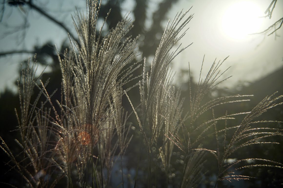 Sony-A7R-II-Voigtlander-Zoomar-36-82mm-f2,8-Grass-1