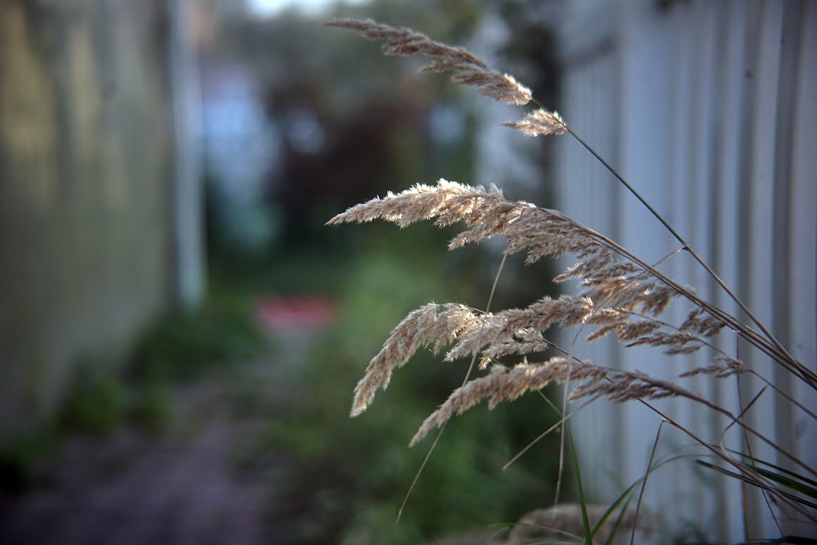 Sony-A7R-II-Voigtlander-Zoomar-36-82mm-f2,8-Grass-2