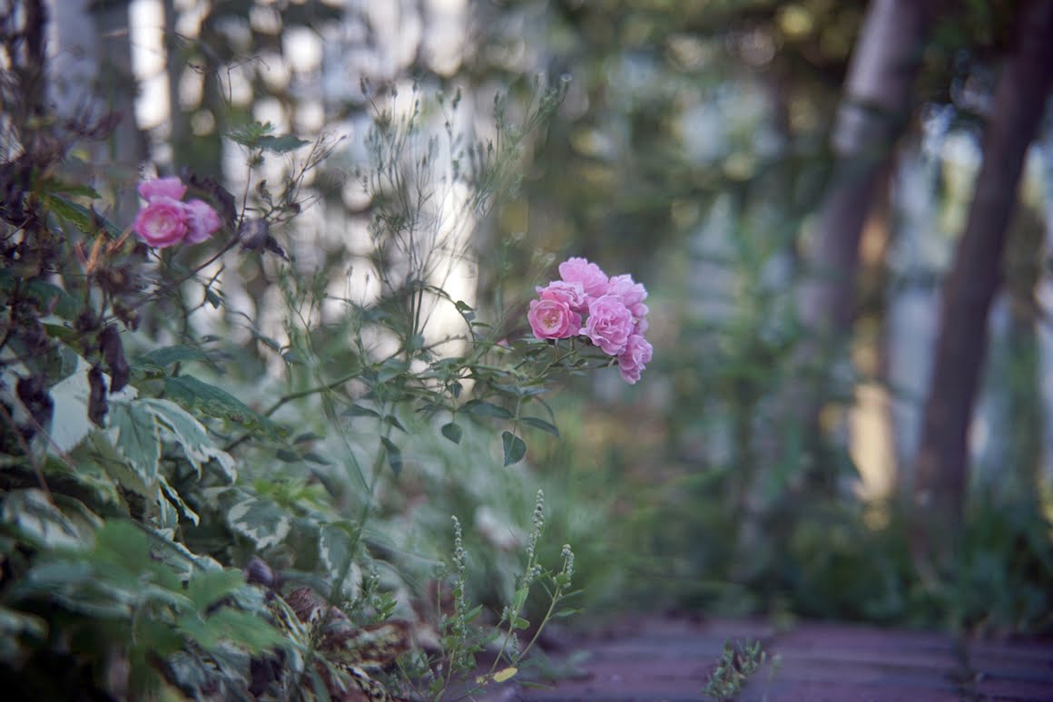 Sony-A7R-II-Voigtlander-Zoomar-36-82mm-f2,8-Roses-2