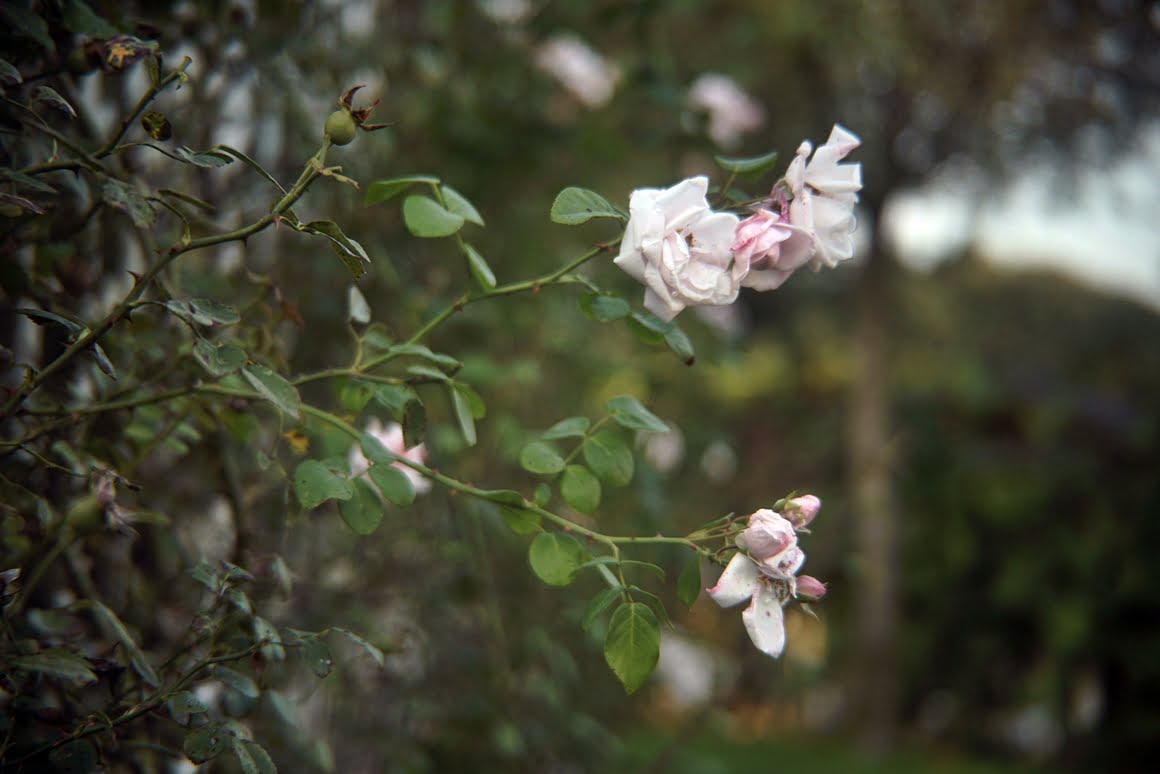 Sony-A7R-II-Voigtlander-Zoomar-36-82mm-f2,8-Roses-3