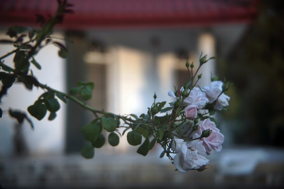 Sony-A7R-II-Voigtlander-Zoomar-36-82mm-f2,8-Roses-4