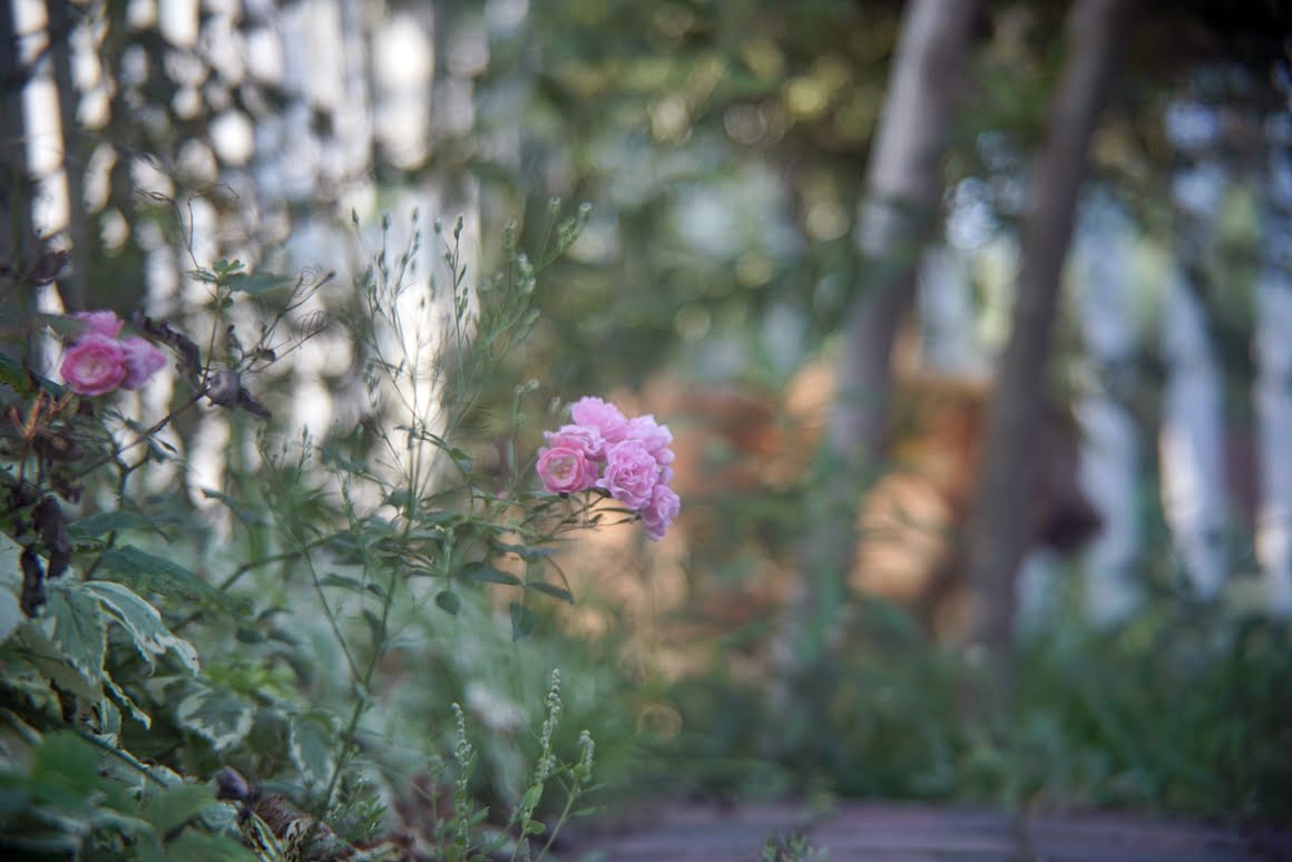 Sony-A7R-II-Voigtlander-Zoomar-36-82mm-f2,8-Roses
