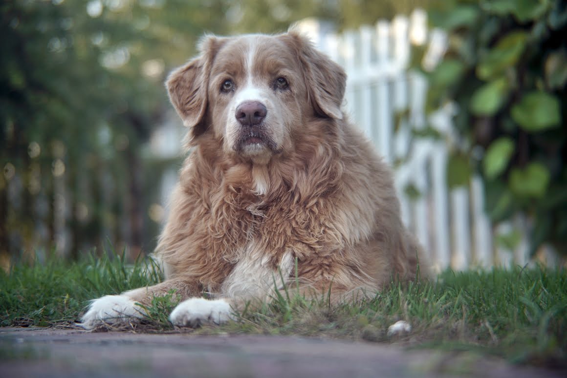 Sony-A7R-II-Voigtlander-Zoomar-36-82mm-f2,8-Toller-1